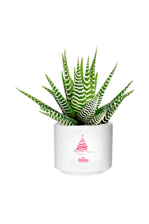 Haworthia Wide Zebra