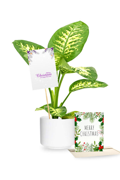 Tropic Snow - Dieffenbachia Seguine