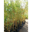 Outdoor plants online in dubai-uae Yellow-Bamboo-Bambusa-vulgaris