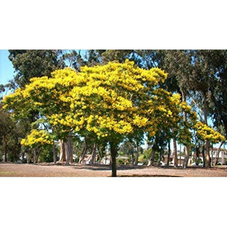 Outdoor plants online in dubai-uae Yellow-Poinciana-Peltophorum-pterocarpum