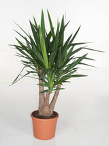 Indoor plants online in dubai-uae-Yucca Branched-air purifying indoor plant