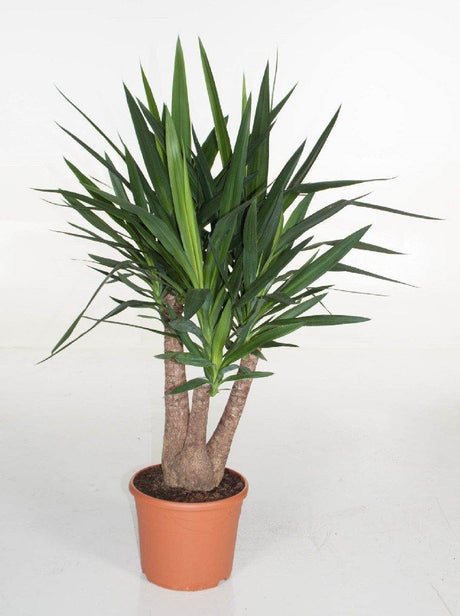 Indoor plants online in dubai-uae-Yucca Branched-air purifying indoor plant