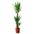 Indoor plants online in dubai-uae-Yucca-air purifying indoor plant