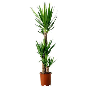 ikea indoor plants dubai Yucca - Air Purifying Indoor Plant