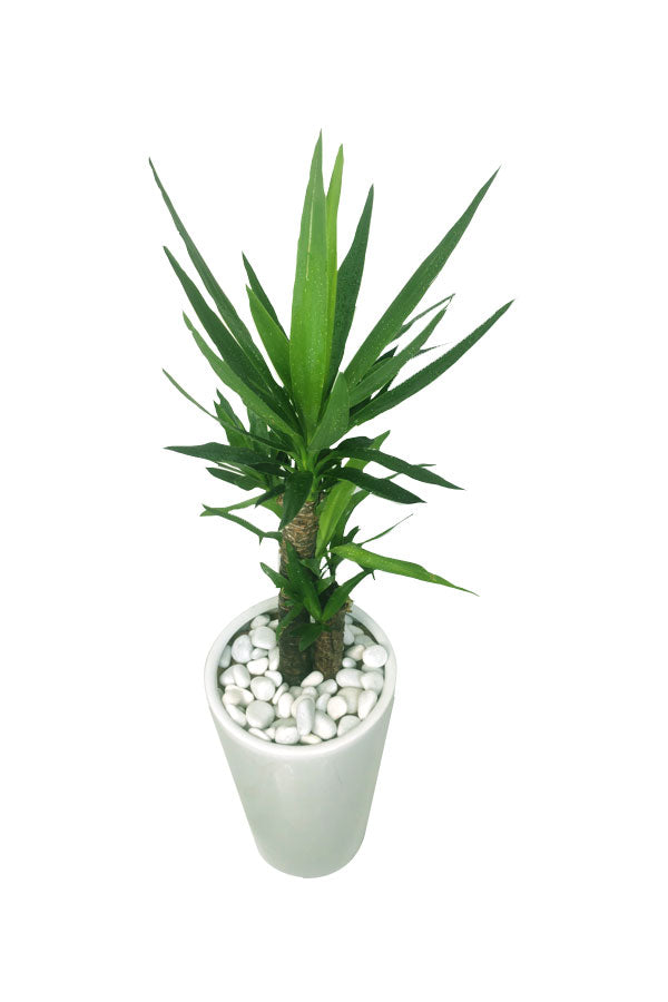 yucca plant air purifier Yucca Plant-Indoor Air Purifying -Office Tall Plant-Plantsworld.ae