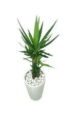 Yucca - Air Purifying -Office Tall Plant In Tall Pot