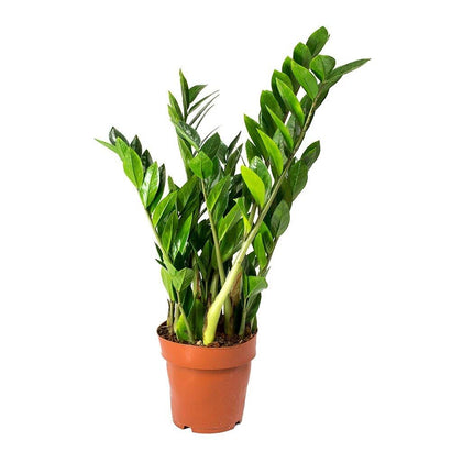 Indoor plants online in dubai-uae-Zamioculcas Zamiifolia- ZZ plant